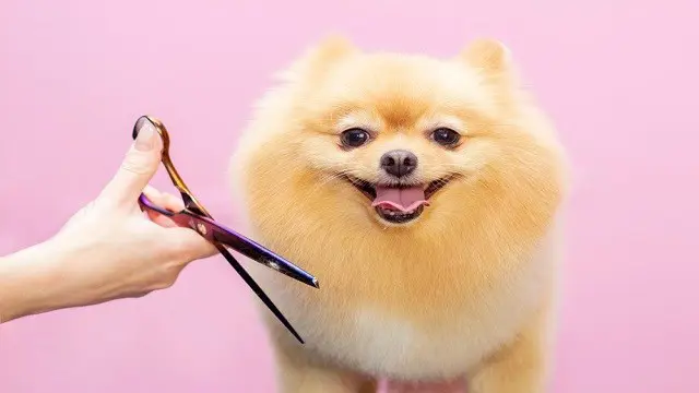 Dog Grooming: Dog Grooming