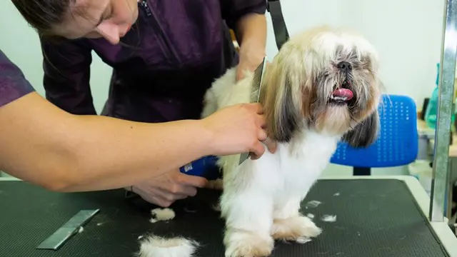 Dog Grooming Fundamentals