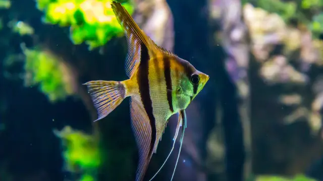 Marine Biology Level 3 Advanced Diploma